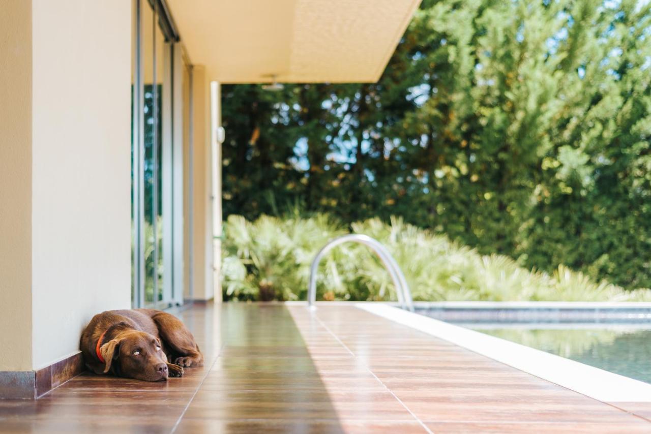 拉戈芒塔格别墅瑙酒店 蒙塔吉尔 外观 照片 The photo shows a brown dog lying on a tiled patio beside a swimming pool. The patio is partially shaded by a modern building, and there are green trees visible in the background, indicating a pleasant outdoor setting. The dog appears relaxed and is 